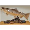 Image 2 : Hand carved figural display of brown trout  beautifully painted and nicely detailed  signed “John Ze