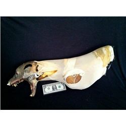 INVASION SCREEN USED ANIMATRONIC DOG PUPPET UNDER STRUCTURE HEAD AND TORSO