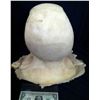 Image 4 : ALIEN CREATURE FULL HEAD UNUSED APPLIANCE HORROR PROP