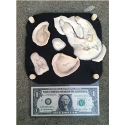 ZOMBIE ALIEN CREATURE UNUSED WOUND SCAR APPLIANCES HORROR PROPS 2