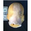 Image 4 : CREEPY FACE HEAD POLY FOAM CASTING HORROR PROP