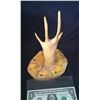 Image 1 : ALIEN CREATURE HAND MAQUETTE HORROR PROP