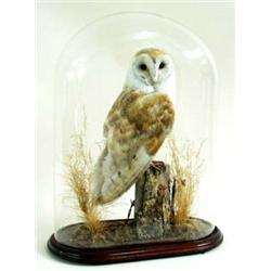 A FINE STUFFED BARN OWL perched a post with barbed wire and dry grass, under glass dome with mahogan