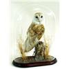 Image 1 : A FINE STUFFED BARN OWL perched a post with barbed wire and dry grass, under glass dome with mahogan