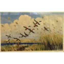 SIR PETER MARKHAM SCOTT, 1909-1989, A COLOURED PRINT "Taking to wing", signed in pencil to the margi