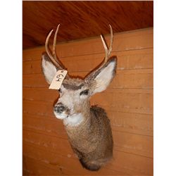 White Tail Deer Mount