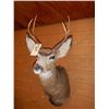 Image 1 : White Tail Deer Mount