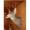 Image 2 : White Tail Deer Mount