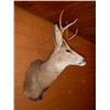 Image 3 : White Tail Deer Mount