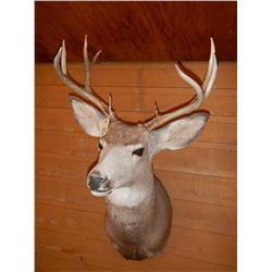 White Tail Deer Mount 5x5