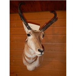 Antelope Mount