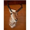 Image 1 : Antelope Mount