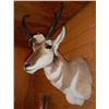 Image 2 : Antelope Mount