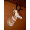 Image 3 : Antelope Mount