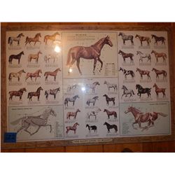 Sam Savitt Guide to Horses