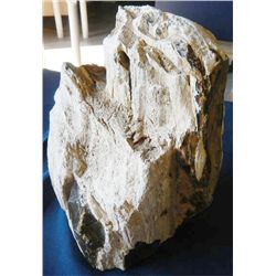 Petrified Rock