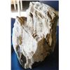 Image 1 : Petrified Rock