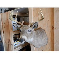 White Tail Deer Mount