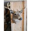 Image 2 : White Tail Deer Mount