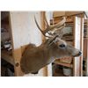 Image 3 : White Tail Deer Mount