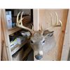 Image 4 : White Tail Deer Mount