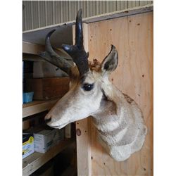 Antelope Mount