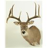 Image 1 : 10 PT Whitetail Deer Mount