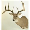 Image 2 : 10 PT Whitetail Deer Mount