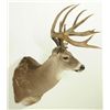 Image 3 : 10 PT Whitetail Deer Mount