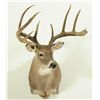 Image 5 : 10 PT Whitetail Deer Mount