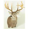 Image 1 : Whitetail 17pt Mount