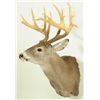 Image 2 : Whitetail 17pt Mount