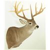 Image 3 : Whitetail 17pt Mount