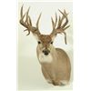 Image 1 : 23 Point Whitetail Deer Mount
