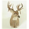 Image 2 : 23 Point Whitetail Deer Mount