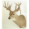 Image 3 : 23 Point Whitetail Deer Mount