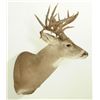 Image 4 : 23 Point Whitetail Deer Mount