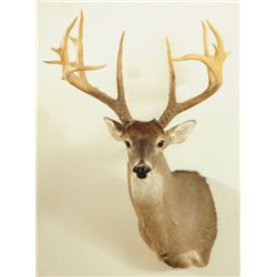 17 Point Whitetail Deer Mount