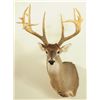 Image 1 : 17 Point Whitetail Deer Mount