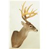 Image 2 : 17 Point Whitetail Deer Mount