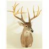 Image 3 : 17 Point Whitetail Deer Mount