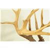 Image 5 : 17 Point Whitetail Deer Mount