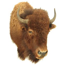 Buffalo Mount