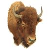 Image 1 : Buffalo Mount