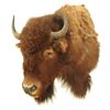 Image 2 : Buffalo Mount