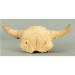 Buffalo Skull