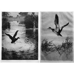 Frank Weston Benson - Widgeon Rising and Rippling Water