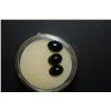 Image 1 : Oval Shaped Onyx-Like Gemstone; Lot of 3; EST. $10-30