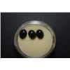 Image 2 : Oval Shaped Onyx-Like Gemstone; Lot of 3; EST. $10-30