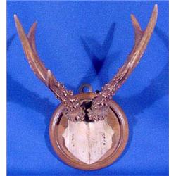 Lot 048: Miniature Deer Antler Mount, Dated 1916